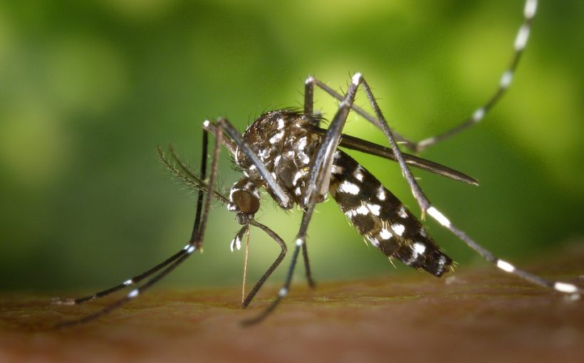 what-you-need-to-know-about-malaria-hello-sites